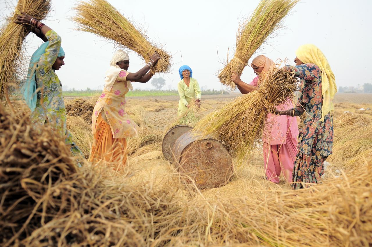 Female Farmers In India Feed Their Families Despite Devastating Climate