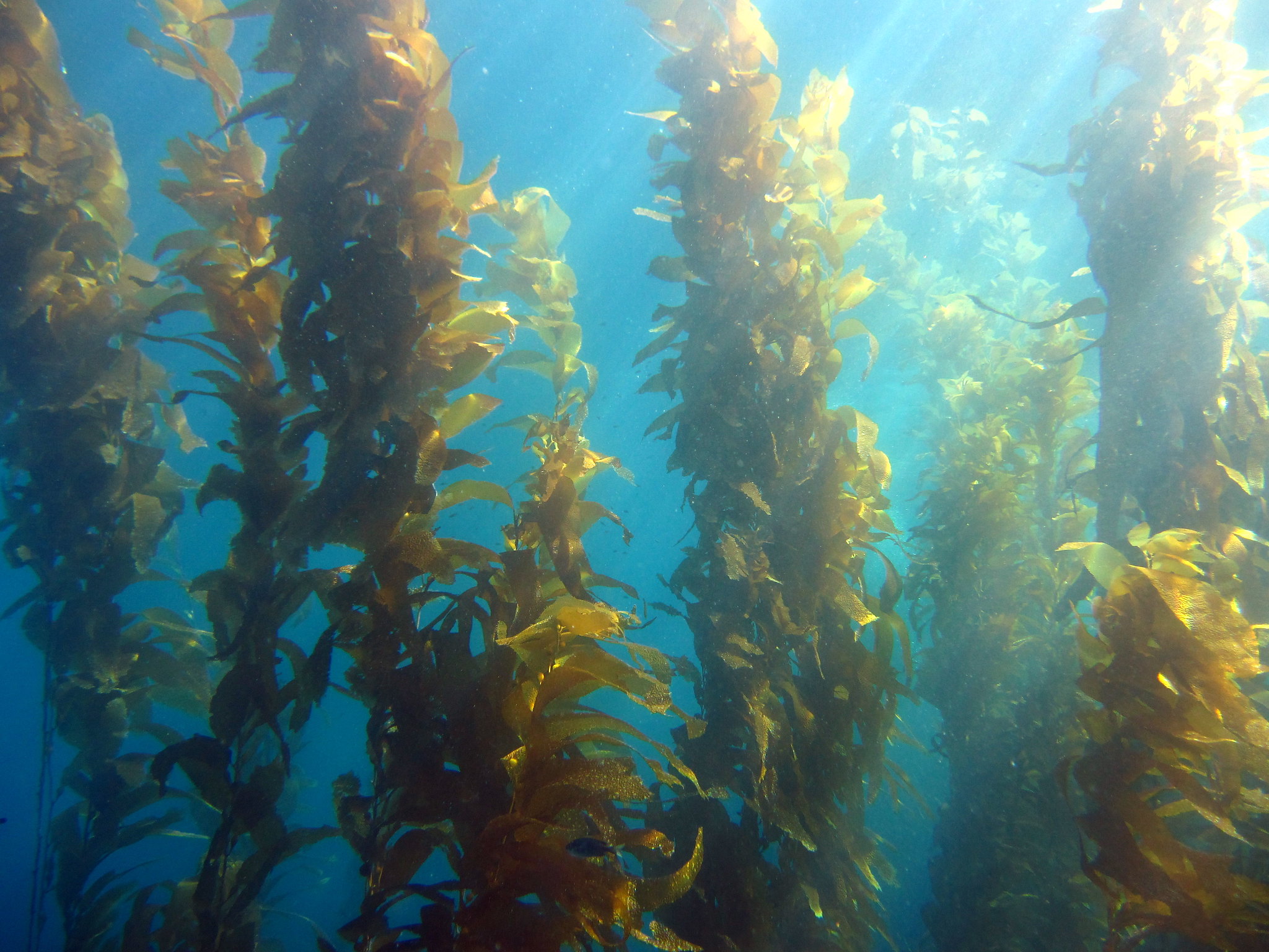 Kelp Can Help Kelp Forests Reveal Hidden Potential For Blue Carbon 