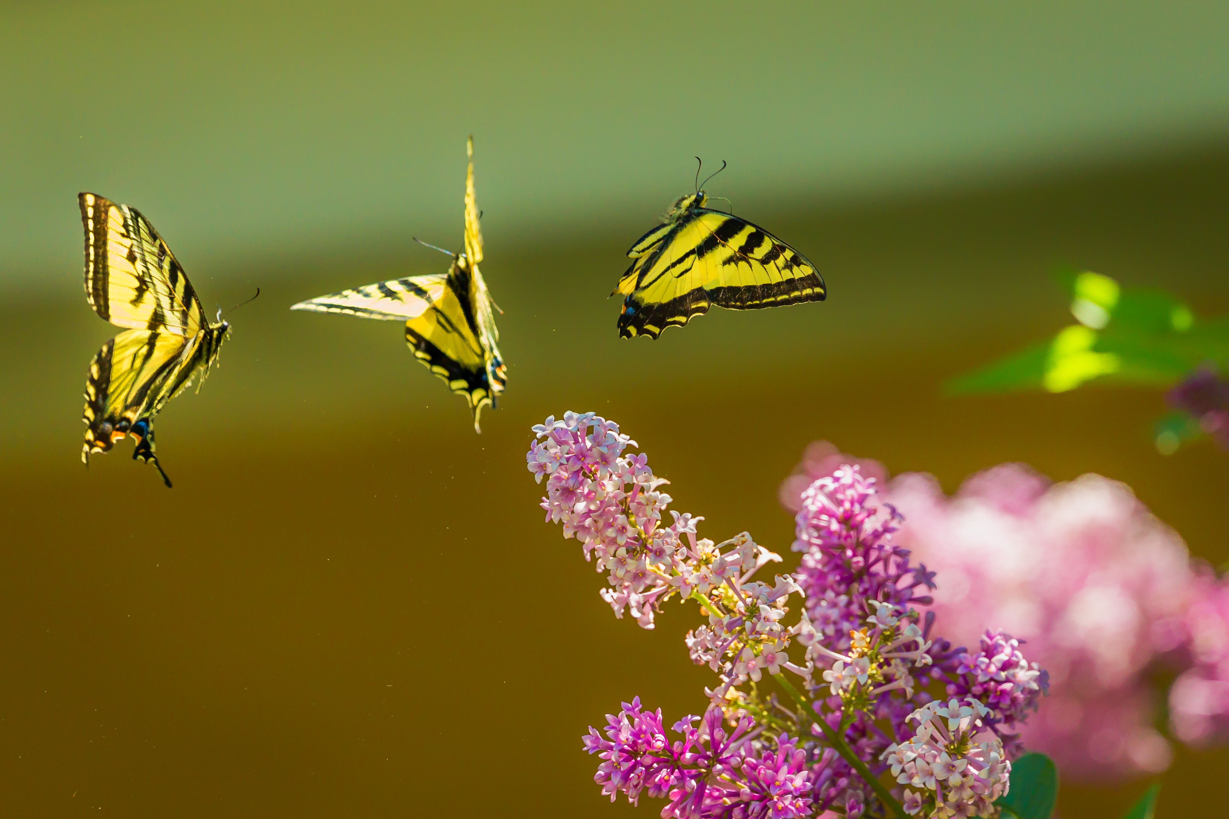 2 летающие бабочки. Бабочки летают. Полет бабочки. Бабочка в полёте. Порхающие бабочки.