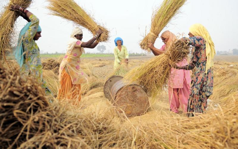 Female farmers in India feed their families despite devastating ...