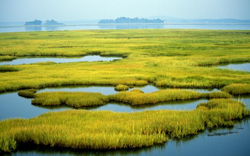 Making Way for Coastal Wetlands A Look at Sea Level Rise and