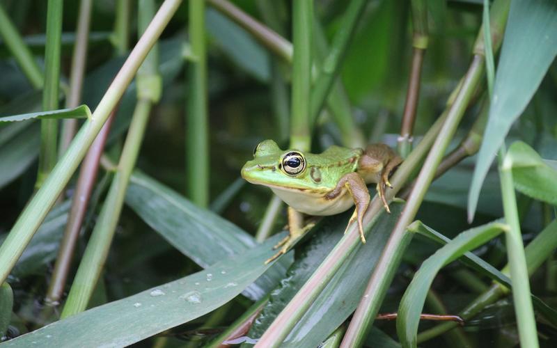 Cutting down the amphibian tree of life: how humans are changing