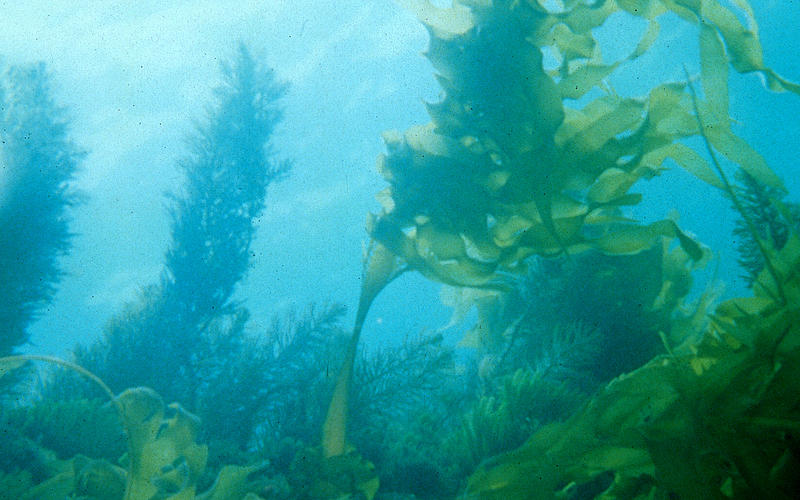 under sea plants