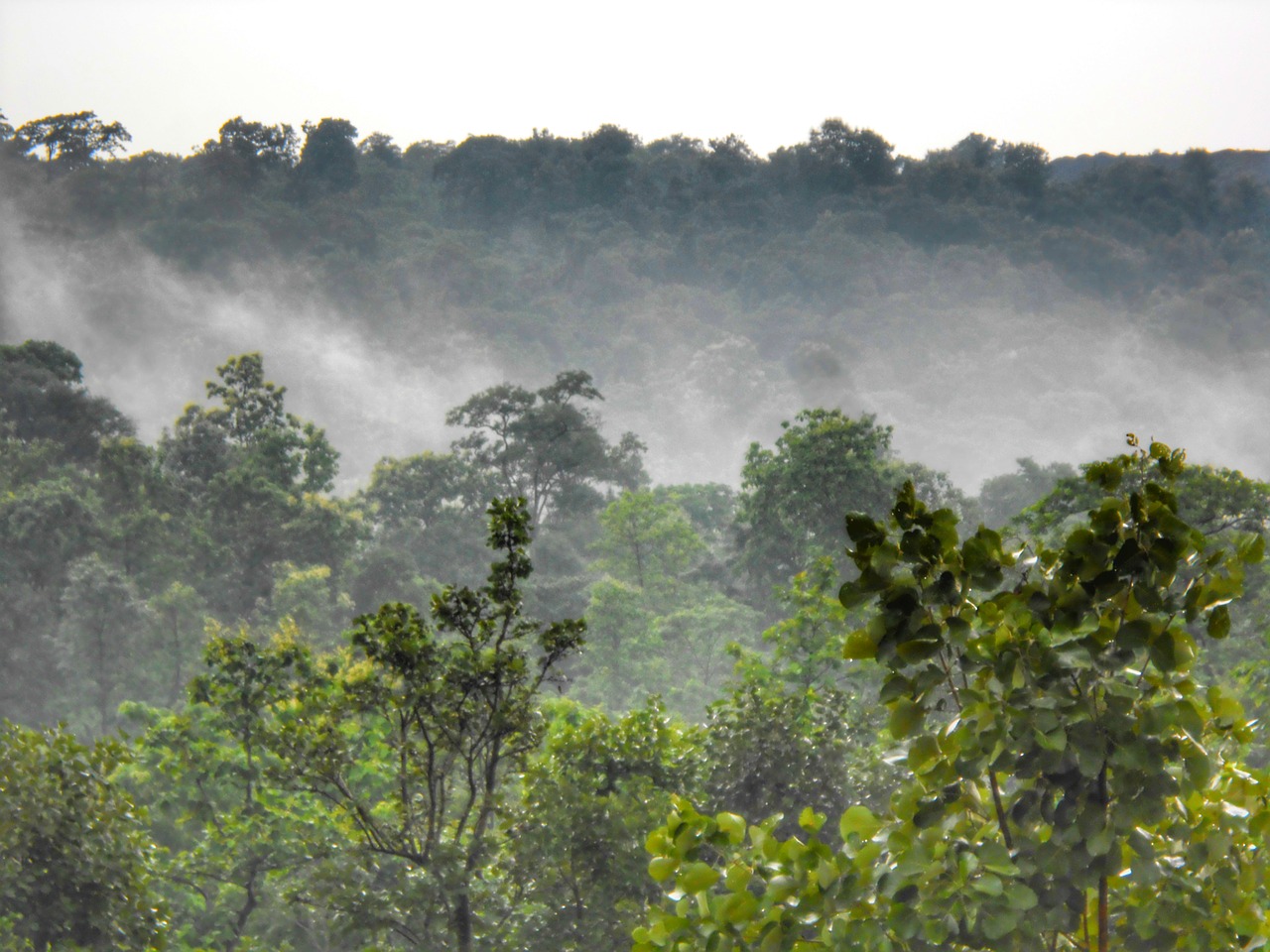 The case for conserving tropical dry forests Yale Environment Review